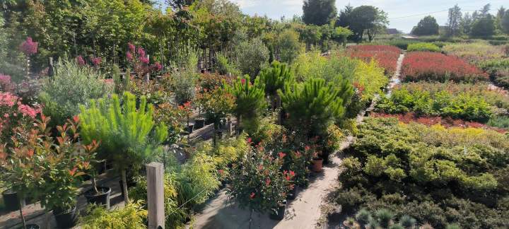 Vente de plants Cérilly