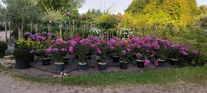 Jeunes plants Cérilly