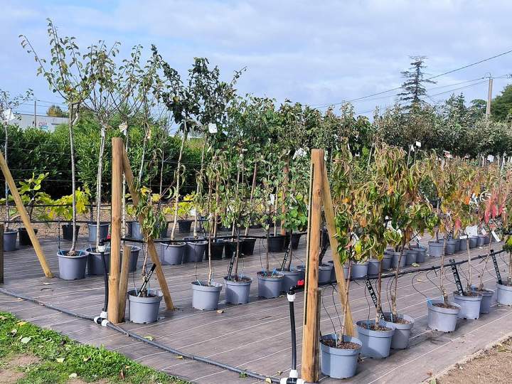 Vente de fruitiers Cérilly