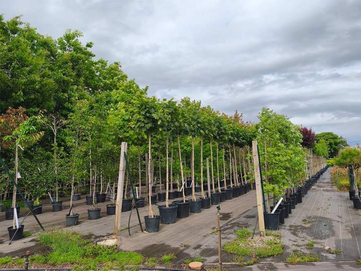 Vente d’arbres décoratifs Cérilly