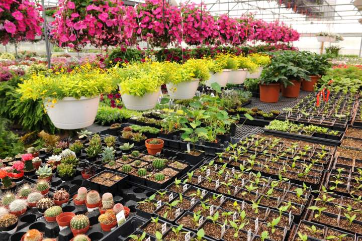 Production de plantes Cérilly