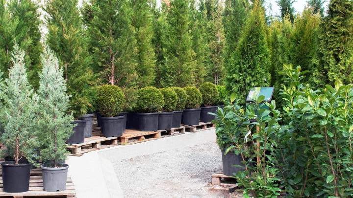 Pépinière spécialisée Cérilly