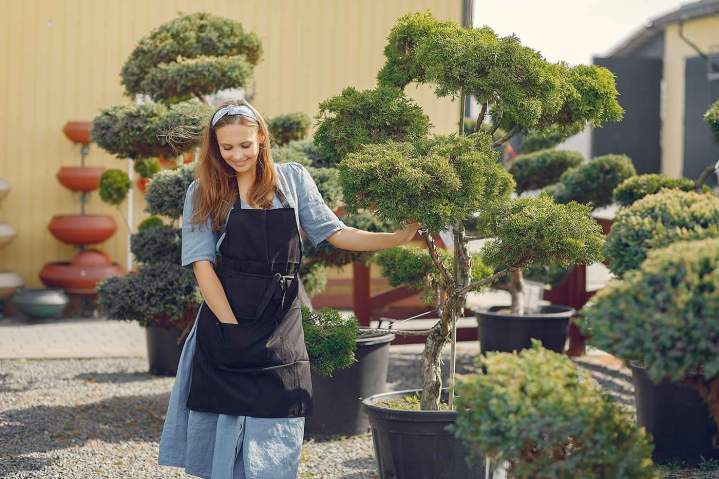 Vente d’arbres décoratifs Cérilly