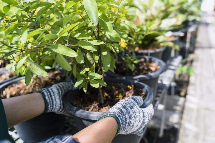 Sublimez chaque espace de votre jardin avec nos plantes.