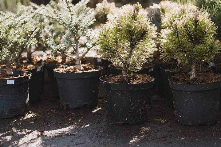 Jeunes pousses de conifères Cérilly